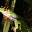 Image of Misfit Leaf Frog