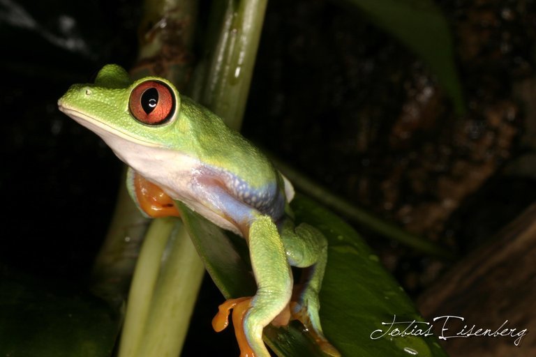 Image of Misfit Leaf Frog