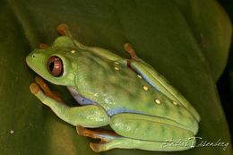 Image of Misfit Leaf Frog