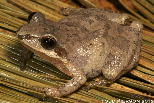 Image of Mountain Chorus Frog