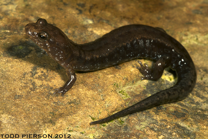 Image of Allegheny Mountain Dusky Salamander