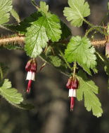 Image de Ribes sericeum Eastw.