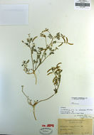 Imagem de Astragalus nuttallianus var. cedrosensis M. E. Jones