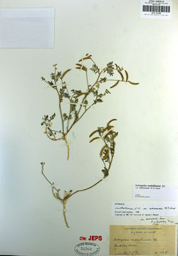 Sivun Astragalus nuttallianus var. cedrosensis M. E. Jones kuva