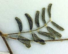 Imagem de Astragalus nuttallianus var. cedrosensis M. E. Jones