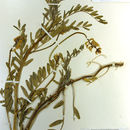 Imagem de Astragalus oocarpus A. Gray
