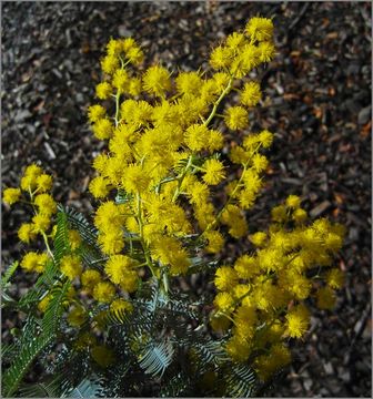 Image of cootamundra wattle