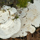 صورة Trametes gibbosa (Pers.) Fr. 1838