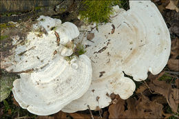 Image of Trametes gibbosa (Pers.) Fr. 1838