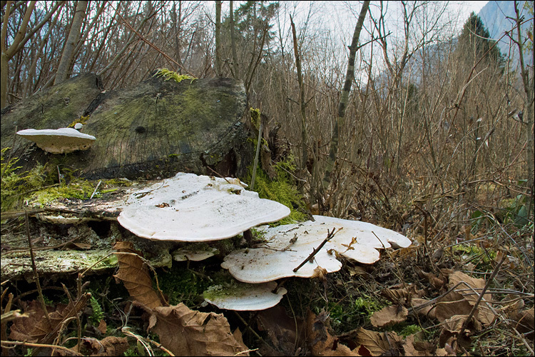 صورة Trametes gibbosa (Pers.) Fr. 1838