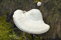 صورة Trametes gibbosa (Pers.) Fr. 1838