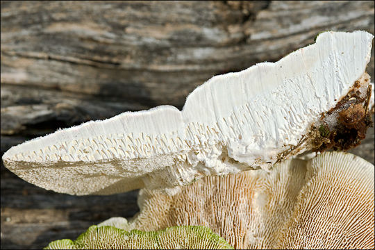 Image of Trametes gibbosa (Pers.) Fr. 1838