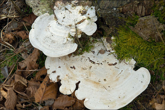 صورة Trametes gibbosa (Pers.) Fr. 1838