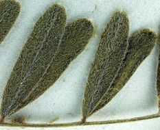 Imagem de Astragalus oxyphysus A. Gray