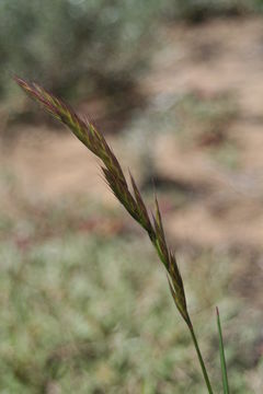 Image of seaside brome