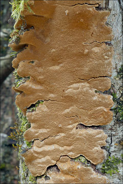 Image of <i>Phellinus conchatus</i>