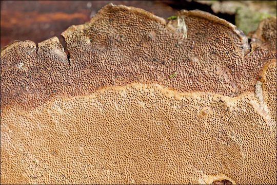 Image de Polypore coquille