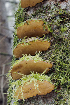 Image de Polypore coquille