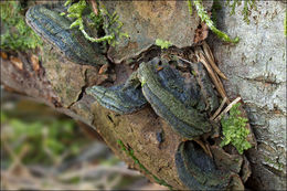 Image of <i>Phellinus conchatus</i>