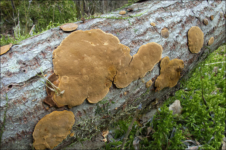 Image de Polypore coquille