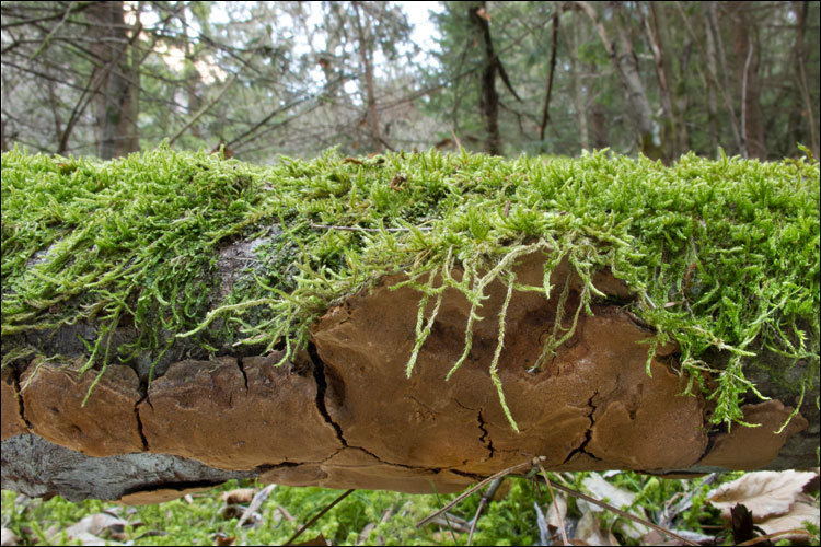 Image de Polypore coquille