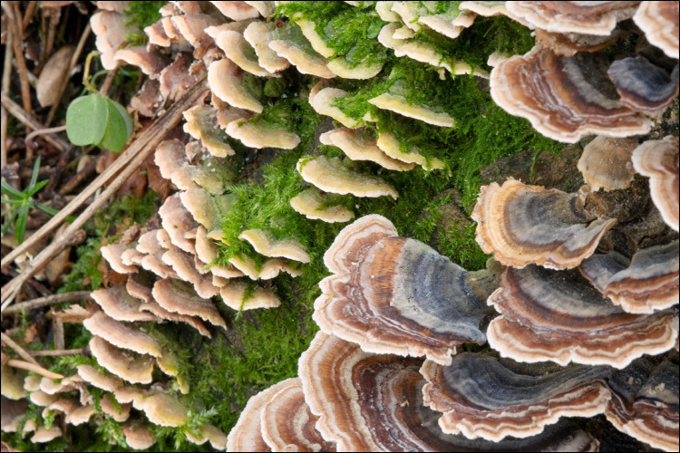 Image of Steccherinum bourdotii Saliba & A. David 1988