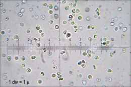 Image of Steccherinum bourdotii Saliba & A. David 1988