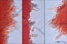 Steccherinum bourdotii Saliba & A. David 1988 resmi