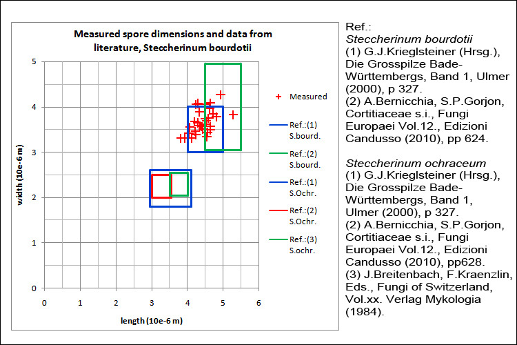 Image of Steccherinum bourdotii Saliba & A. David 1988