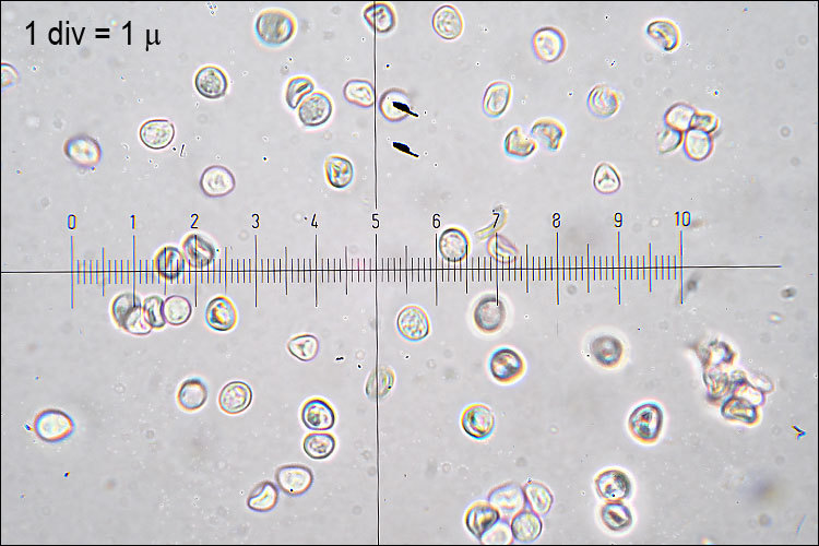 Image of <i>Phellinus conchatus</i>