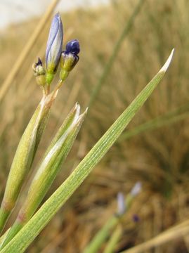 Image of Funeral Mountain blue-eyed grass