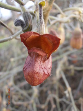 Image of California dutchman's pipe