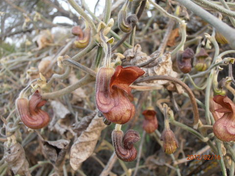 Image of California dutchman's pipe