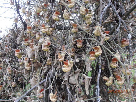 Image of California dutchman's pipe