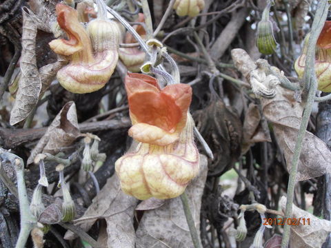 Image of California dutchman's pipe