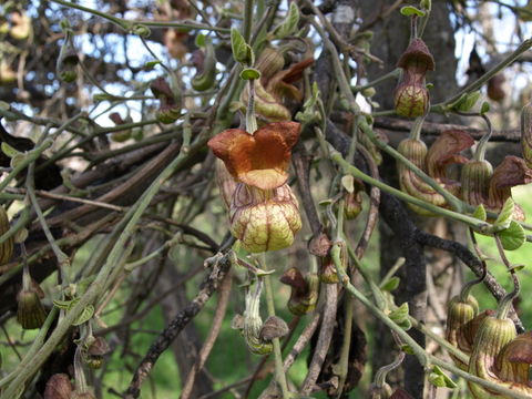 Image of California dutchman's pipe