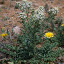 Sivun Lepidium thurberi Wooton kuva