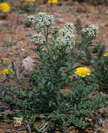 Image of Lepidium thurberi Wooton