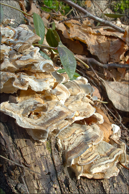 Image of Trametes ochracea (Pers.) Gilb. & Ryvarden 1987