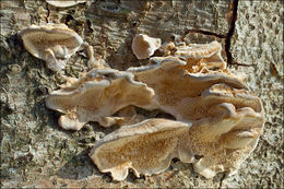 Image of Trametes ochracea (Pers.) Gilb. & Ryvarden 1987