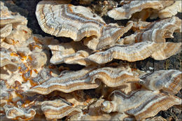 Image of Trametes ochracea (Pers.) Gilb. & Ryvarden 1987