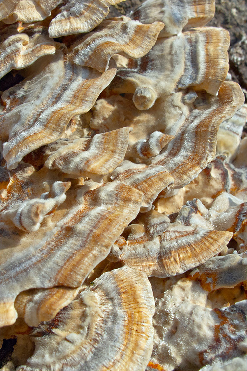 Image of Trametes ochracea (Pers.) Gilb. & Ryvarden 1987