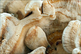 Image of Trametes ochracea (Pers.) Gilb. & Ryvarden 1987