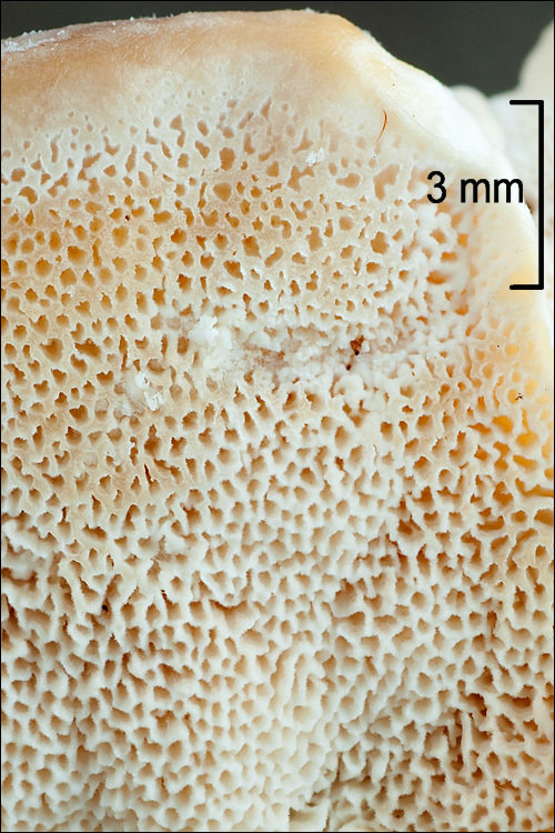 Image of Trametes ochracea (Pers.) Gilb. & Ryvarden 1987