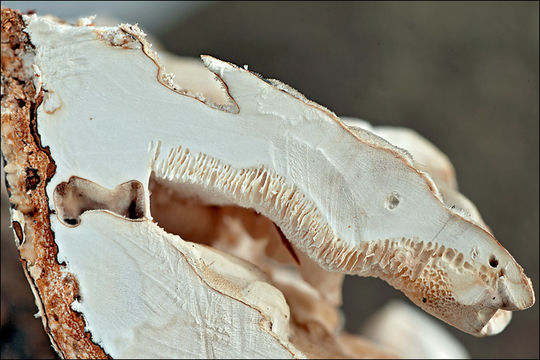 Image of Trametes ochracea (Pers.) Gilb. & Ryvarden 1987