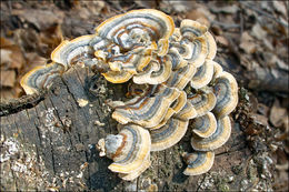 Image of Trametes ochracea (Pers.) Gilb. & Ryvarden 1987