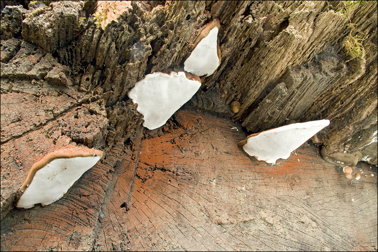 Image of Artist's fungus