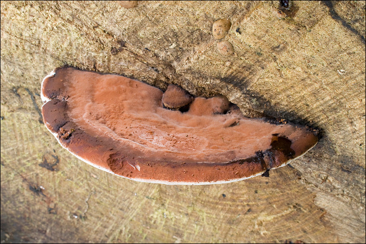 Image of Artist's fungus