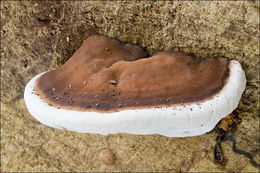 Image of Artist's fungus