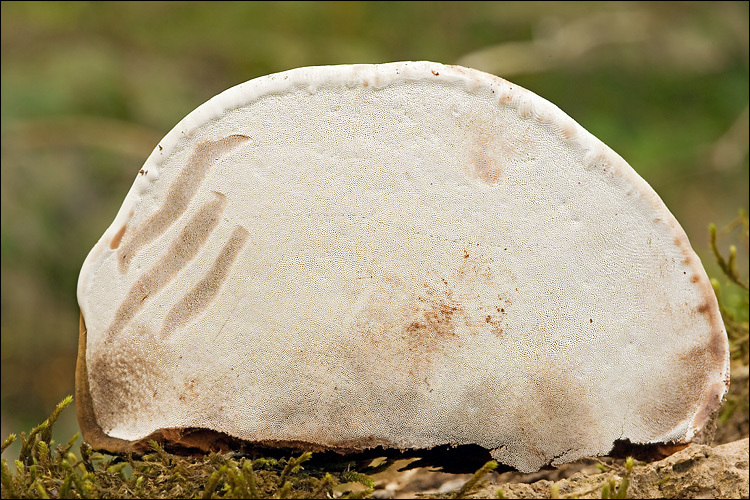 Image of Artist's fungus